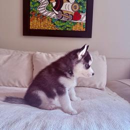 Yuki - Black and white male Siberian Husky puppy in Miami, Florida from House of Ace & Iza