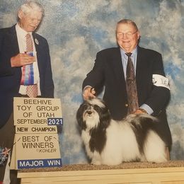 Havanese from Shadybrook Havanese