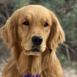 Golden Retrievers and Labrador Retrievers from Sinfully sweet kennel
