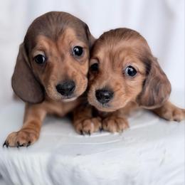 Smooth Austin - Red male Dachshund puppy in Richmond, Virginia from Irresistible Dachshunds & Cavaliers