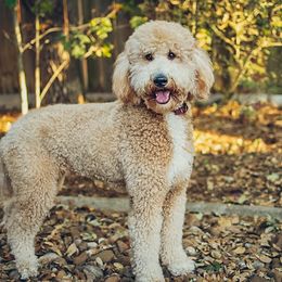 Qi'ra - Goldendoodle