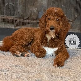 Scout - Goldendoodle