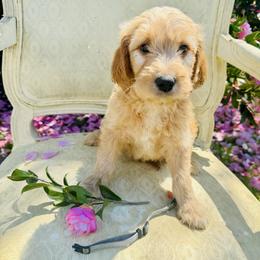 Grey collar - Red  male Goldendoodle puppy in Valdosta, Georgia from Fifth Day Farm