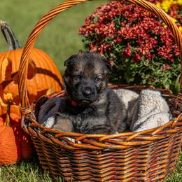Red - Sable female German Shepherd puppy in Hammond, Louisiana from Von LaMarca German Shepherds