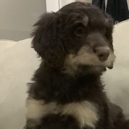 Dolce - Phantom Bernedoodle puppy in Frisco, North Carolina from Beach Bernedoodles