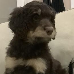 Dolce - Phantom Bernedoodle puppy in Frisco, North Carolina from Beach Bernedoodles