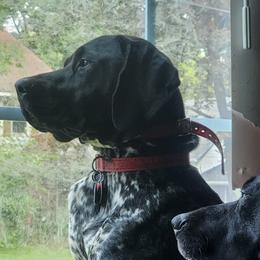 German Shorthaired Pointer All Grown Up from Lake Effect GSP's
