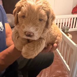 Maple - Brown and white female Sheepadoodle puppy in Amherst, Ohio from Barking doodles