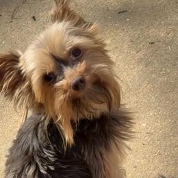 GoGo - Yorkshire Terrier