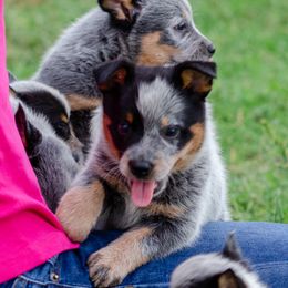 Lindsay - AKC Show or Performance Home only - Blue speckled female Australian Cattle Dog puppy in Fairview, Oklahoma from Flying D Kennels