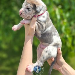 Oak - Harlequin male Great Dane puppy in Roseau, Minnesota from UNDAD'S KENNELS