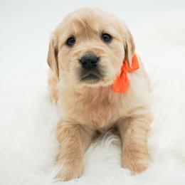 Lily - Golden female Golden Retriever puppy in Elmwood Park, Illinois from HuskiesAndGoldensWithFinesse