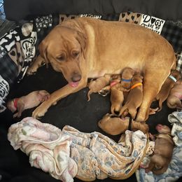 Ginger - Labrador Retriever