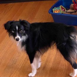 Koda - Miniature Australian Shepherd