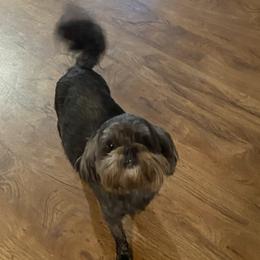 Skye - Shih Tzu