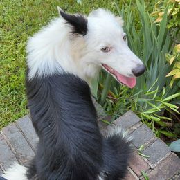 Bourbon - Border Collie