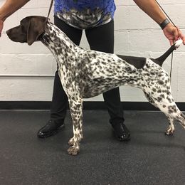 German Shorthaired Pointer All Grown Up from TRF German Shorthaired Pointers