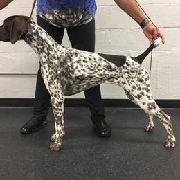 German Shorthaired Pointer All Grown Up from TRF German Shorthaired Pointers