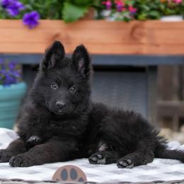 Brown Collar - Black male German Shepherd puppy in Plumas Lake, California from Zwinger Vom Greifjäger