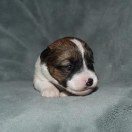 Edy Girl 2 - White and tan female Russell Terrier puppy in Middletown, Virginia from DBF Russell Terriers