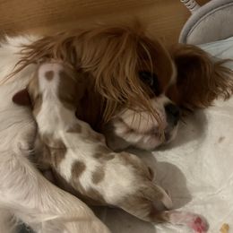Cavalier King Charles Spaniel All Grown Up from Cutie Pie Cavaliers