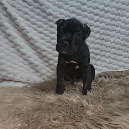 Blue collar - Black male Cane Corso puppy in Fritch, Texas from Carrie Brown's Cane Corsos