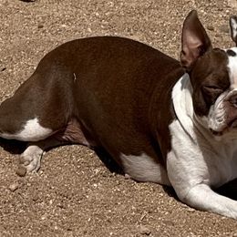 Boston Terriers from KnucklezKids