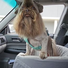 Ezra - Shih Tzu