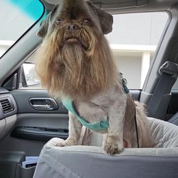 Ezra - Shih Tzu
