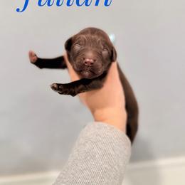 Julian - Chocolate male Goldendoodle puppy in Dallas County, Texas from Dream A Little Doodle