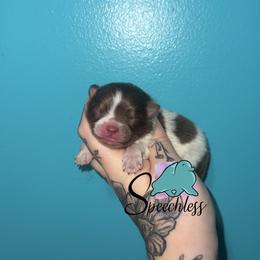 Gloria-3800.00 dollars - Chocolate parti female Pomeranian puppy in Perry County, Ohio from Speechless Pom’s