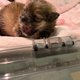 Pomeranian Puppies from Polina's Poms