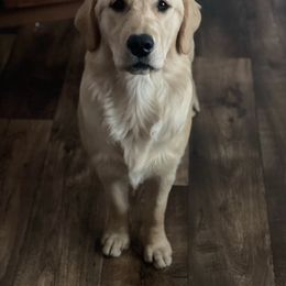 Ellie - Golden Retriever
