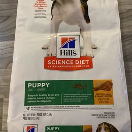 Bichon Frise All Grown Up from BichonSTL