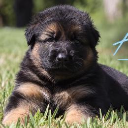 Astro - Black and red male German Shepherd puppy in Canton, Texas from WILDWOOD GERMAN SHEPHERDS