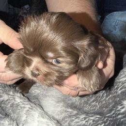 Seth - Liver and white male Shih Tzu puppy in Statesville, North Carolina from Grimmly Blue’s Shih Tzus