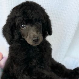 Green - Silver female Poodle puppy in Camdenton, Missouri from Silver Lining Poodles