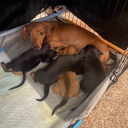 Dachshund Puppies from Donna’s Dachshunds