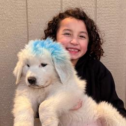 Blue Boy - White male Maremma Sheepdog puppy in Kings County, California from Prancing Pony Farm Maremma Sheepdogs