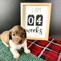 Dachshund Puppies from Queen of Weens Dachshunds