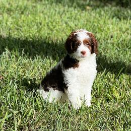 Bernedoodle Puppies from Colorful-K9'S