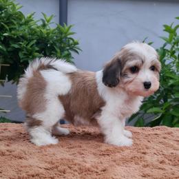 Hudson - Silver sable male Havanese puppy in Draper, Utah from Peaks Pups & Cavachon Love Chocolate Cavaliers, Cavaliers, Cavachon’s, Cavapoos & Havanese