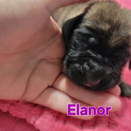 Elanor - Brindle female Mastiff puppy in Conroe, Texas from Southern Star English Mastiffs