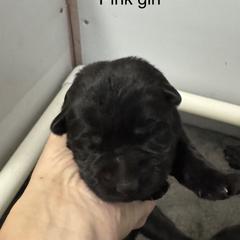Pink girl - Black female German Shepherd puppy in Fredericksburg, Virginia from Trinity German Shepherd Dogs