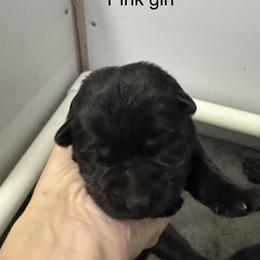 Pink girl - Black female German Shepherd puppy in Fredericksburg, Virginia from Trinity German Shepherd Dogs
