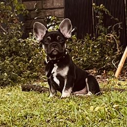French Bulldog Puppies from Kuumaka Kanines