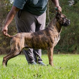 Alejandro - Cane Corso