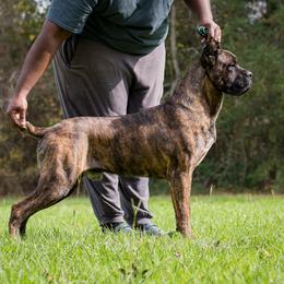 Alejandro - Cane Corso