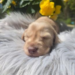 Peg - Cream female Dachshund puppy in Grant, Michigan from Low Down Dashchuand