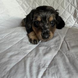 Logi - Dapple male Dachshund puppy in Rising Star, Texas from BEAW Doxies